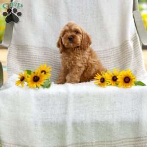 Calvin, Cockapoo Puppy