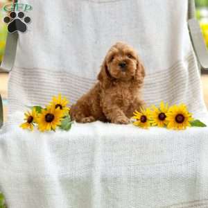Calvin, Cockapoo Puppy