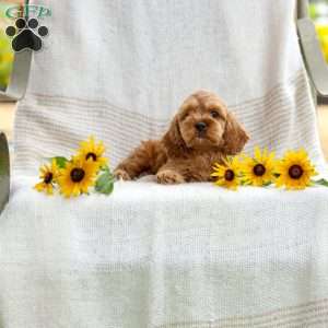 Calvin, Cockapoo Puppy