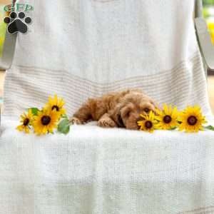 Calvin, Cockapoo Puppy