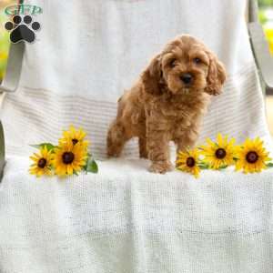 Calvin, Cockapoo Puppy