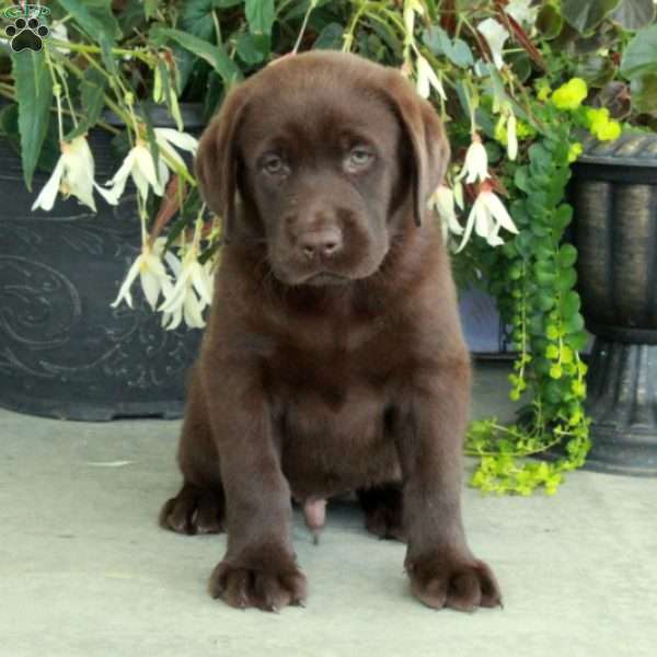 Camden, Chocolate Labrador Retriever Puppy
