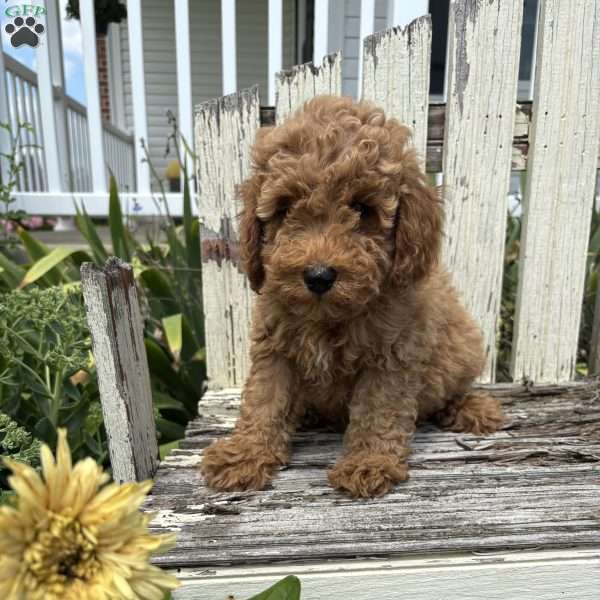 Cameron, Mini Goldendoodle Puppy