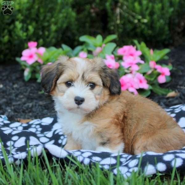 Camila, Havanese Puppy