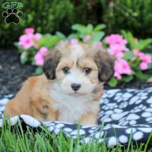 Camila, Havanese Puppy