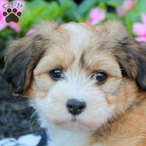 Camila, Havanese Puppy