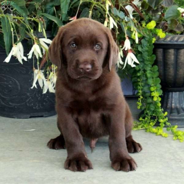 Canaan, Chocolate Labrador Retriever Puppy