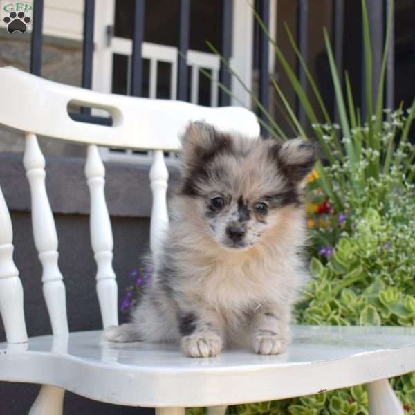 Candy, Pomeranian Puppy
