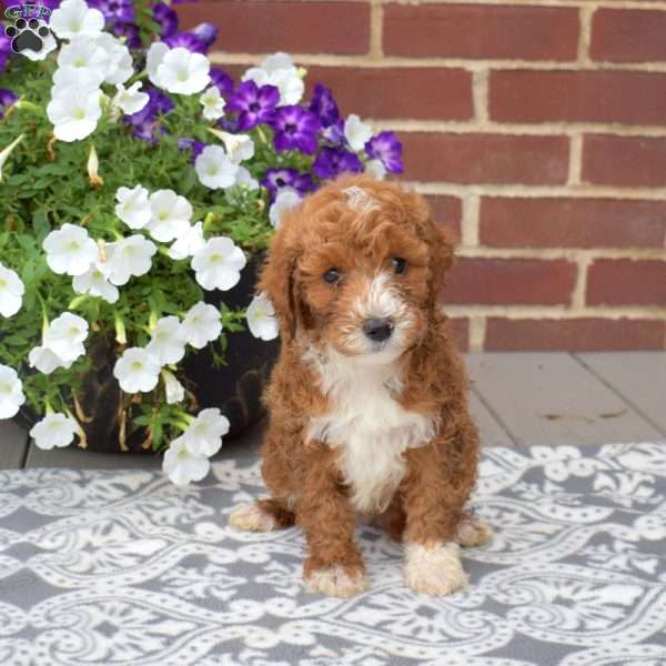 Candy, Miniature Poodle Puppy