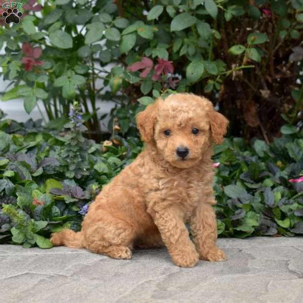 Candy, Mini Goldendoodle Puppy