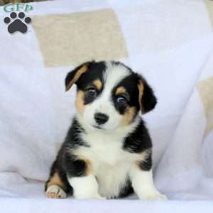 Candy, Pembroke Welsh Corgi Puppy