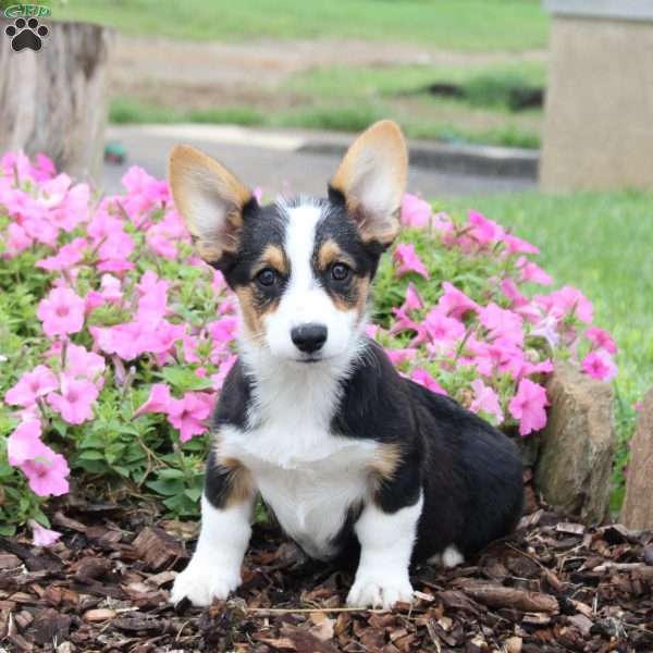 Candy, Pembroke Welsh Corgi Puppy
