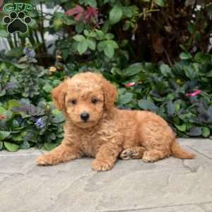 Candy, Mini Goldendoodle Puppy
