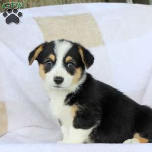 Candy, Pembroke Welsh Corgi Puppy