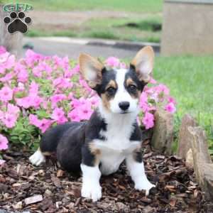 Candy, Pembroke Welsh Corgi Puppy