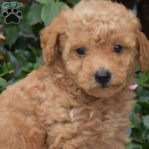 Candy, Mini Goldendoodle Puppy