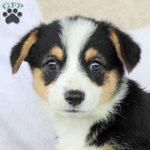 Candy, Pembroke Welsh Corgi Puppy