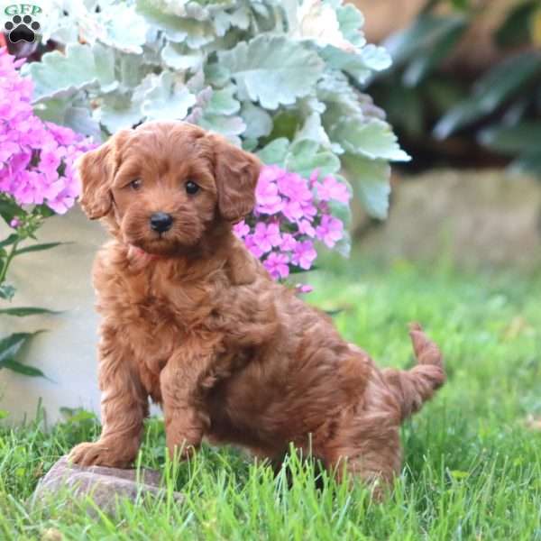 Candy, Mini Goldendoodle Puppy
