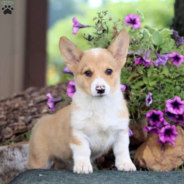 Candy, Pembroke Welsh Corgi Puppy