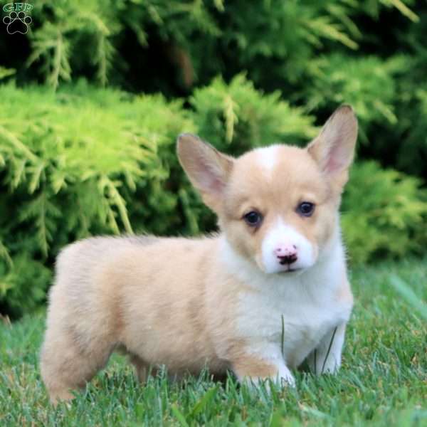 Candy, Pembroke Welsh Corgi Puppy