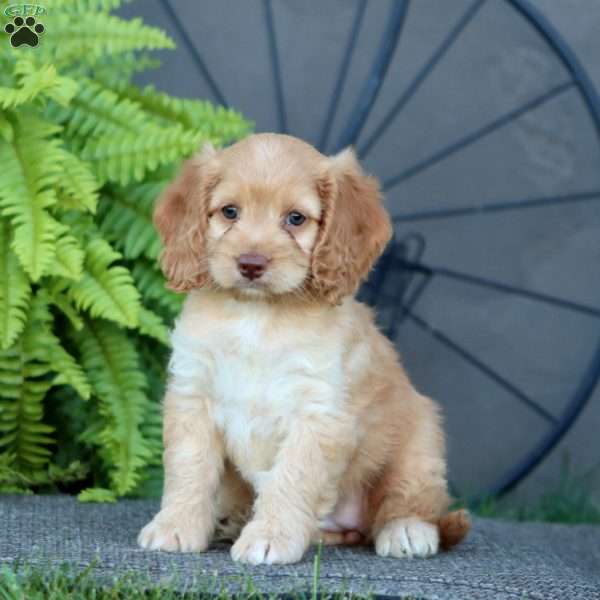 Candy, Cockapoo Puppy