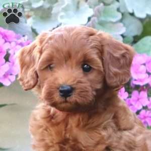 Candy, Mini Goldendoodle Puppy