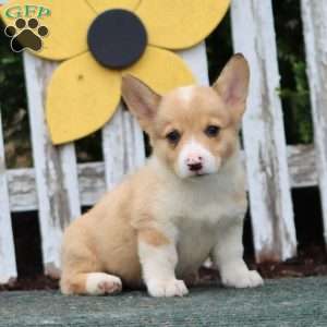 Candy, Pembroke Welsh Corgi Puppy