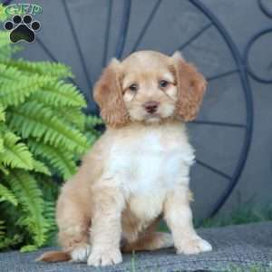 Candy, Cockapoo Puppy