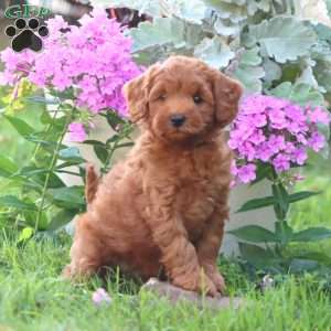 Candy, Mini Goldendoodle Puppy