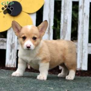 Candy, Pembroke Welsh Corgi Puppy