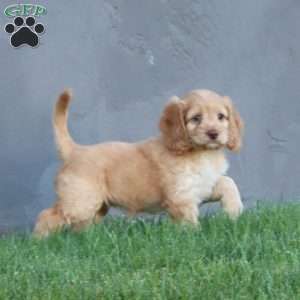 Candy, Cockapoo Puppy