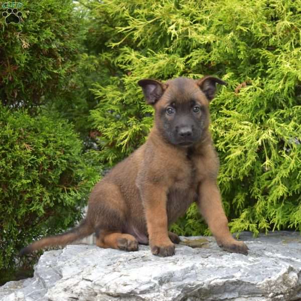 Canyon, Belgian Malinois Puppy