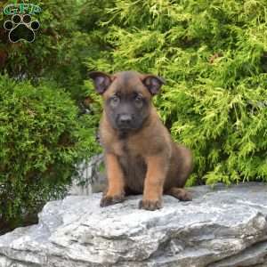 Canyon, Belgian Malinois Puppy