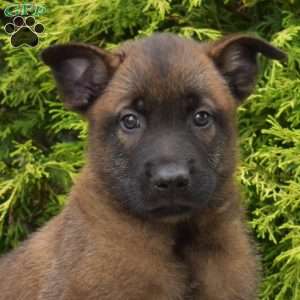 Canyon, Belgian Malinois Puppy