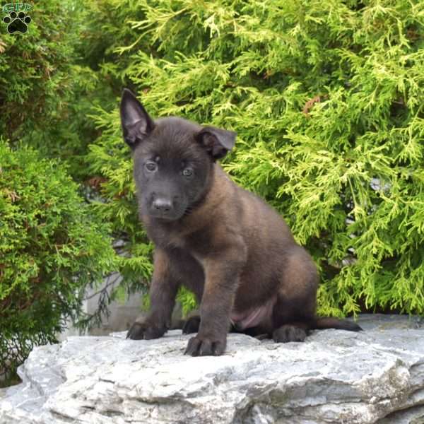 Captain, Belgian Malinois Puppy