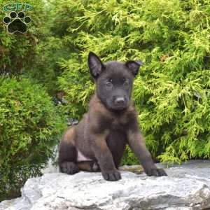 Captain, Belgian Malinois Puppy