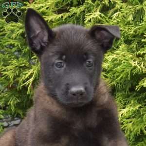 Captain, Belgian Malinois Puppy