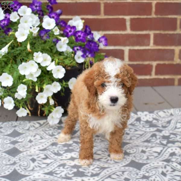 Caramel, Miniature Poodle Puppy
