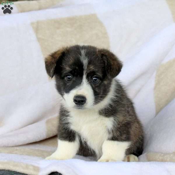 Caramel, Pembroke Welsh Corgi Puppy
