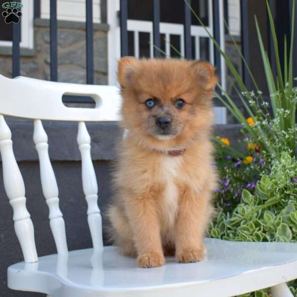 Caramel, Pomeranian Puppy