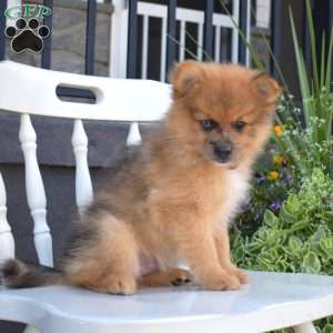 Caramel, Pomeranian Puppy