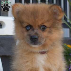 Caramel, Pomeranian Puppy