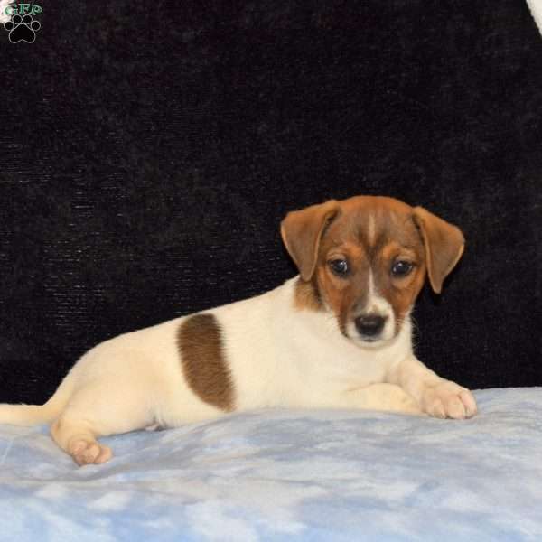 Carina, Jack Russell Mix Puppy