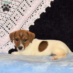 Carina, Jack Russell Mix Puppy