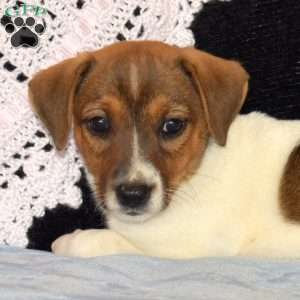 Carina, Jack Russell Mix Puppy