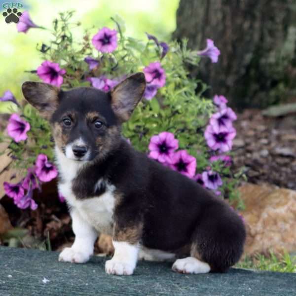 Clara, Pembroke Welsh Corgi Puppy