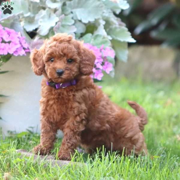 Carla, Mini Goldendoodle Puppy