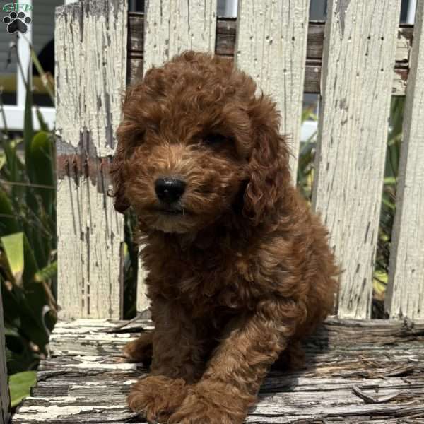 Carla, Mini Goldendoodle Puppy