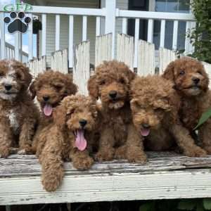 Cupcake, Mini Goldendoodle Puppy