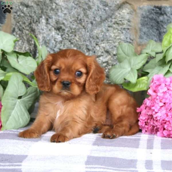 Carlos, Cavalier King Charles Spaniel Puppy
